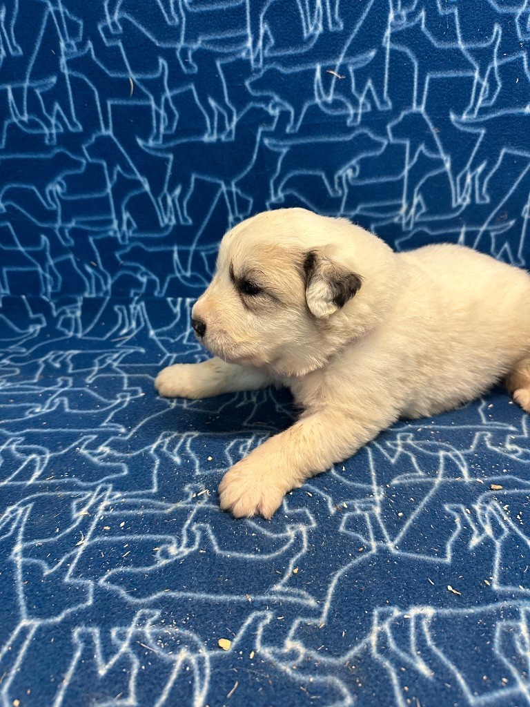 Du Hameau Des Nours - Chiots disponibles - Chien de Montagne des Pyrenees