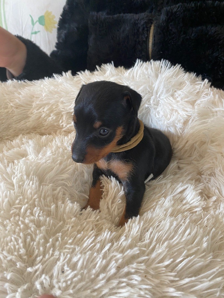 Du Hameau Des Nours - Pinscher nain - Portée née le 28/03/2023